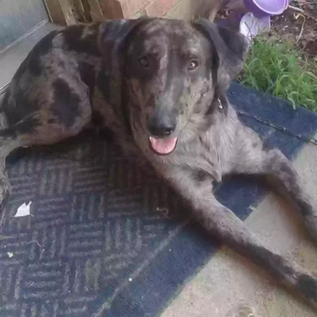 Lost dog in Red Oak, TX, 75154