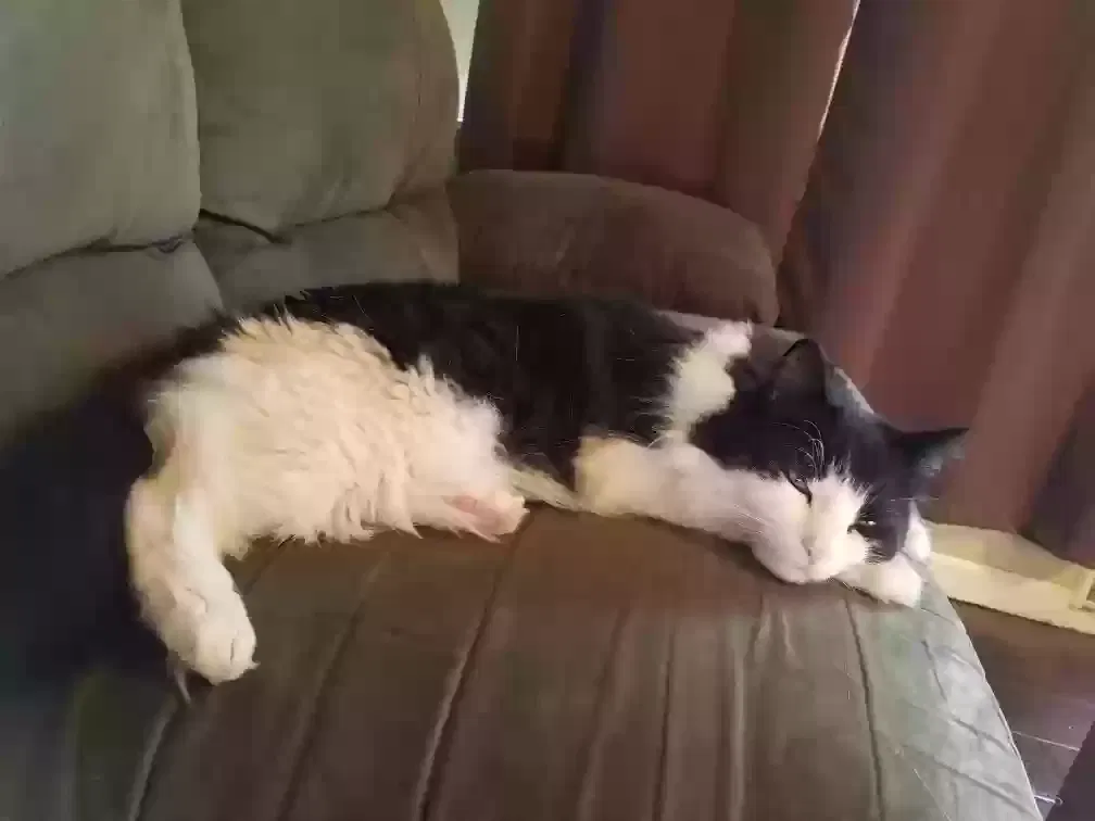 Lost cat in Corpus Christi, TX, 78414