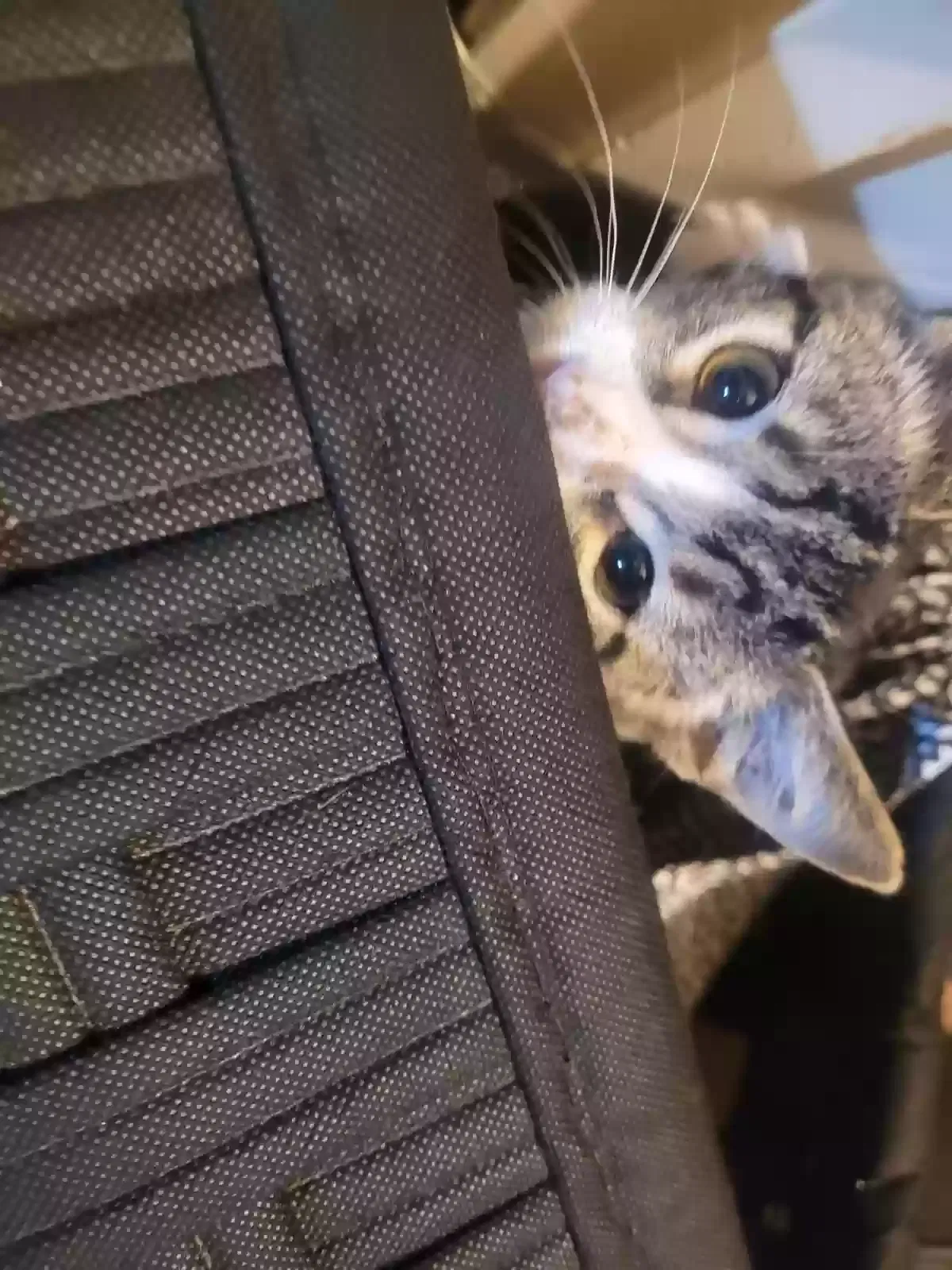 Lost cat in Burleson, TX, 76028
