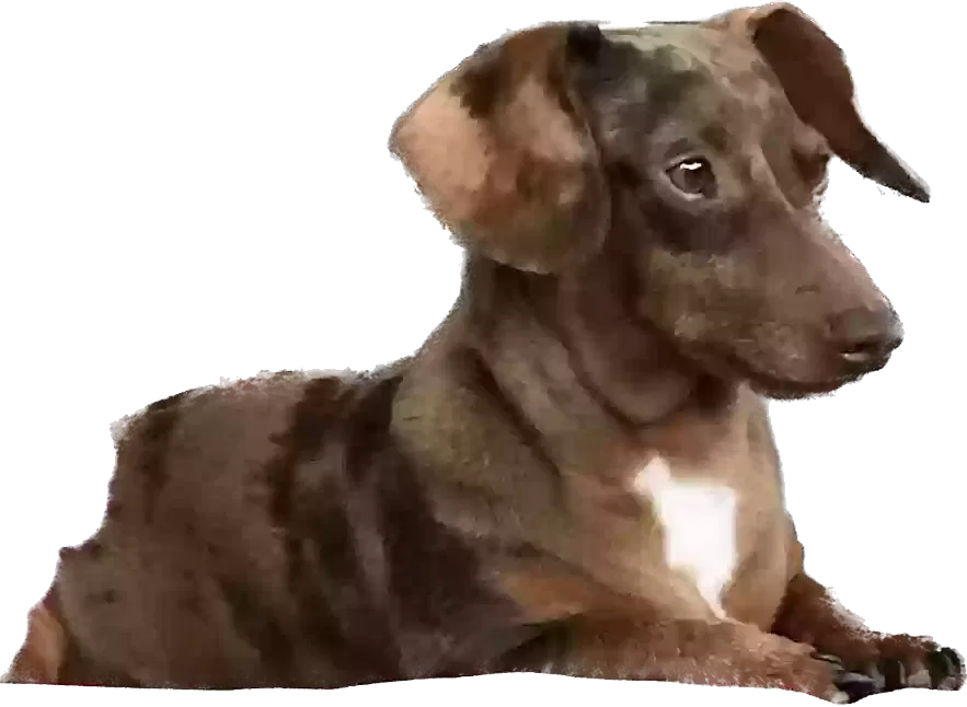 Lost dog in San Rafael, CA, 94901