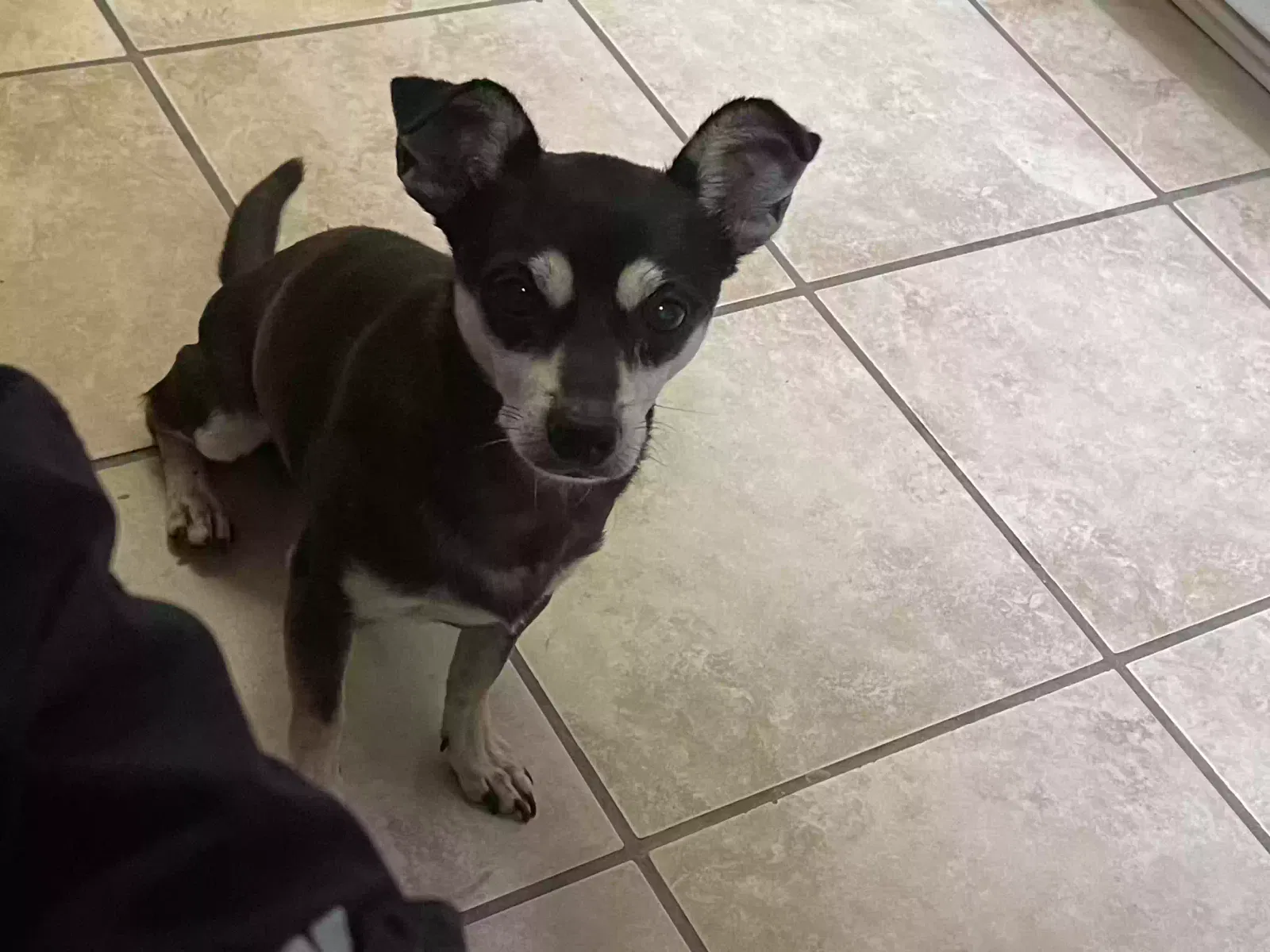 Lost dog in Grand Prairie, TX, 75052
