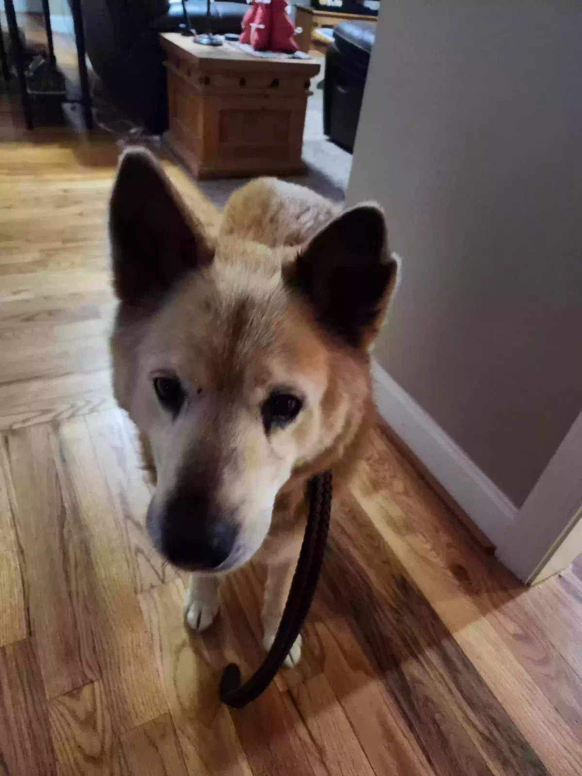 Found dog in Winder, GA, 30680