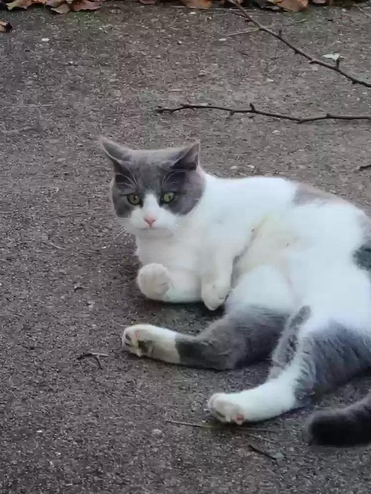 Found cat in Tunnel Hill, GA, 30755