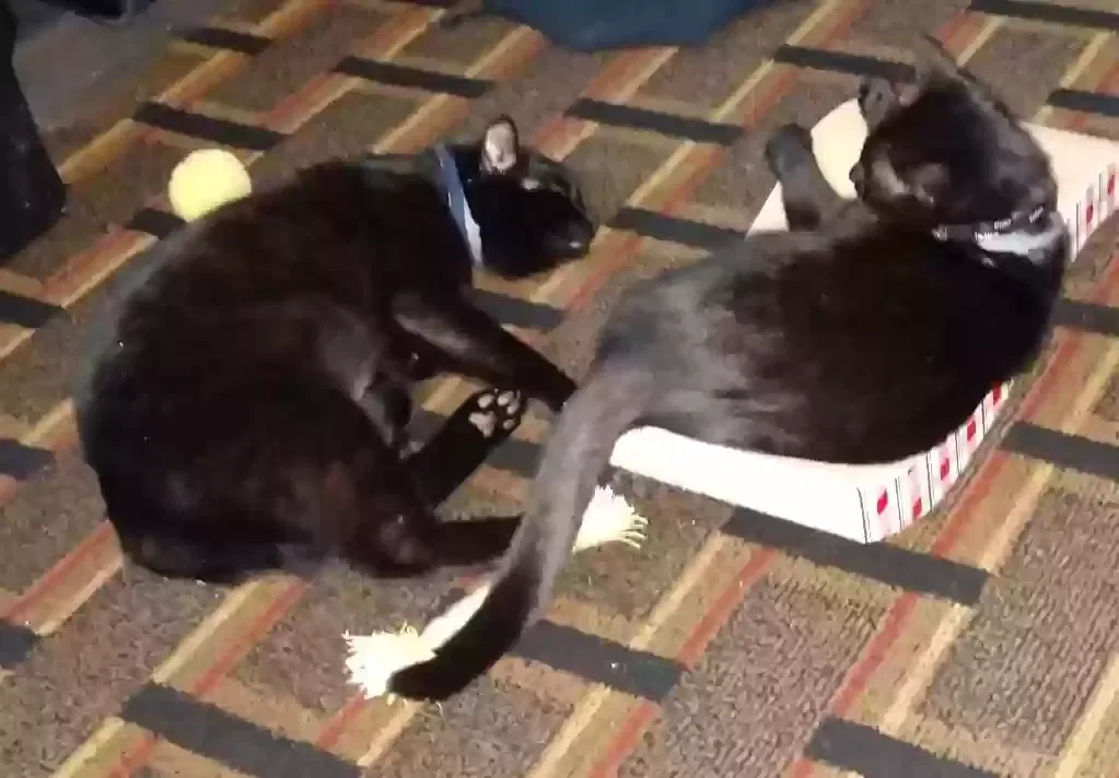 Lost cat in Raynham, MA, 2767