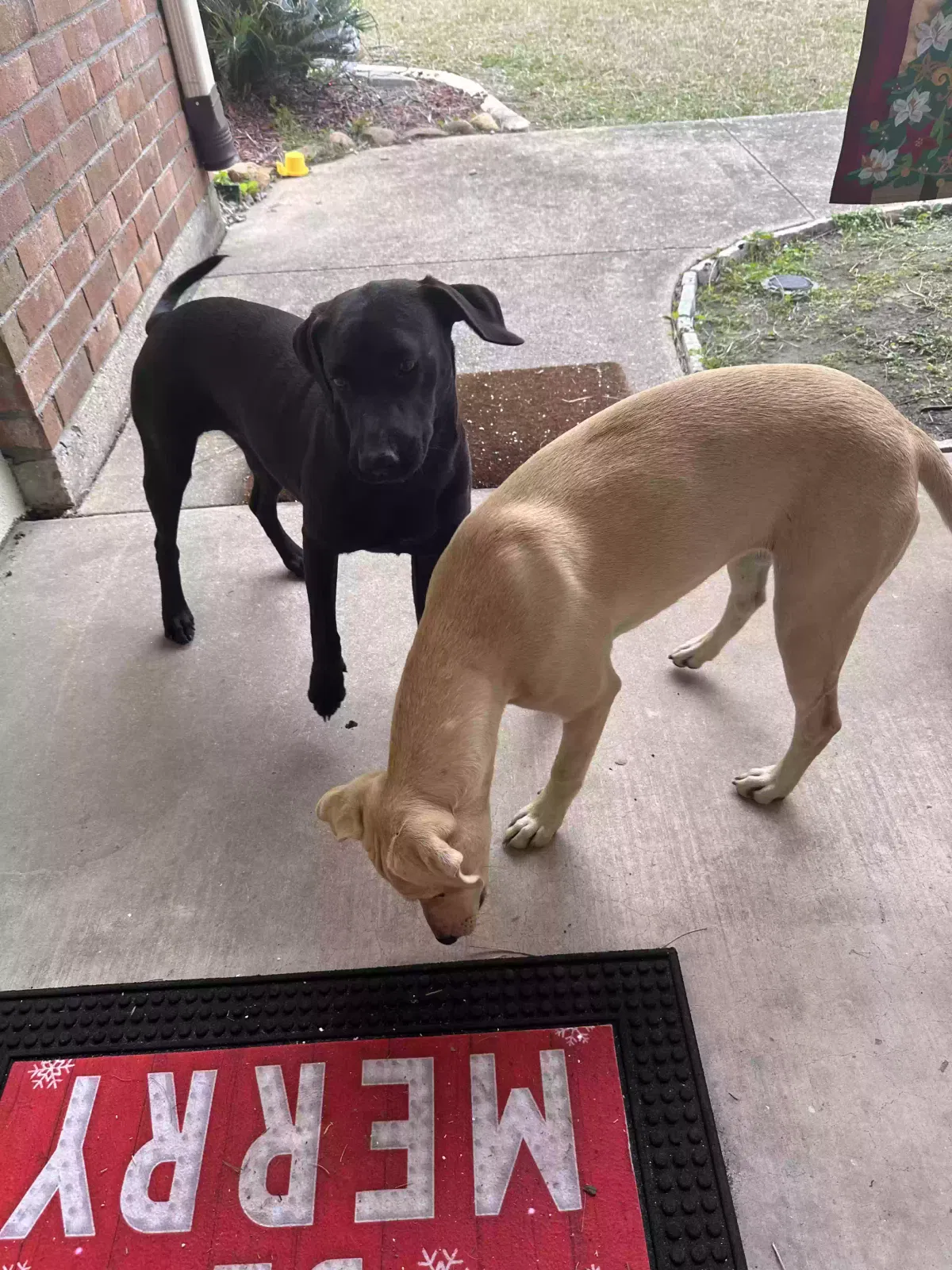 Found dog in Albany, LA, 70711