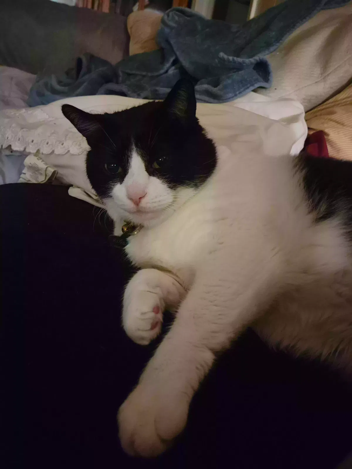 Lost cat in Deer Park, TX, 77536