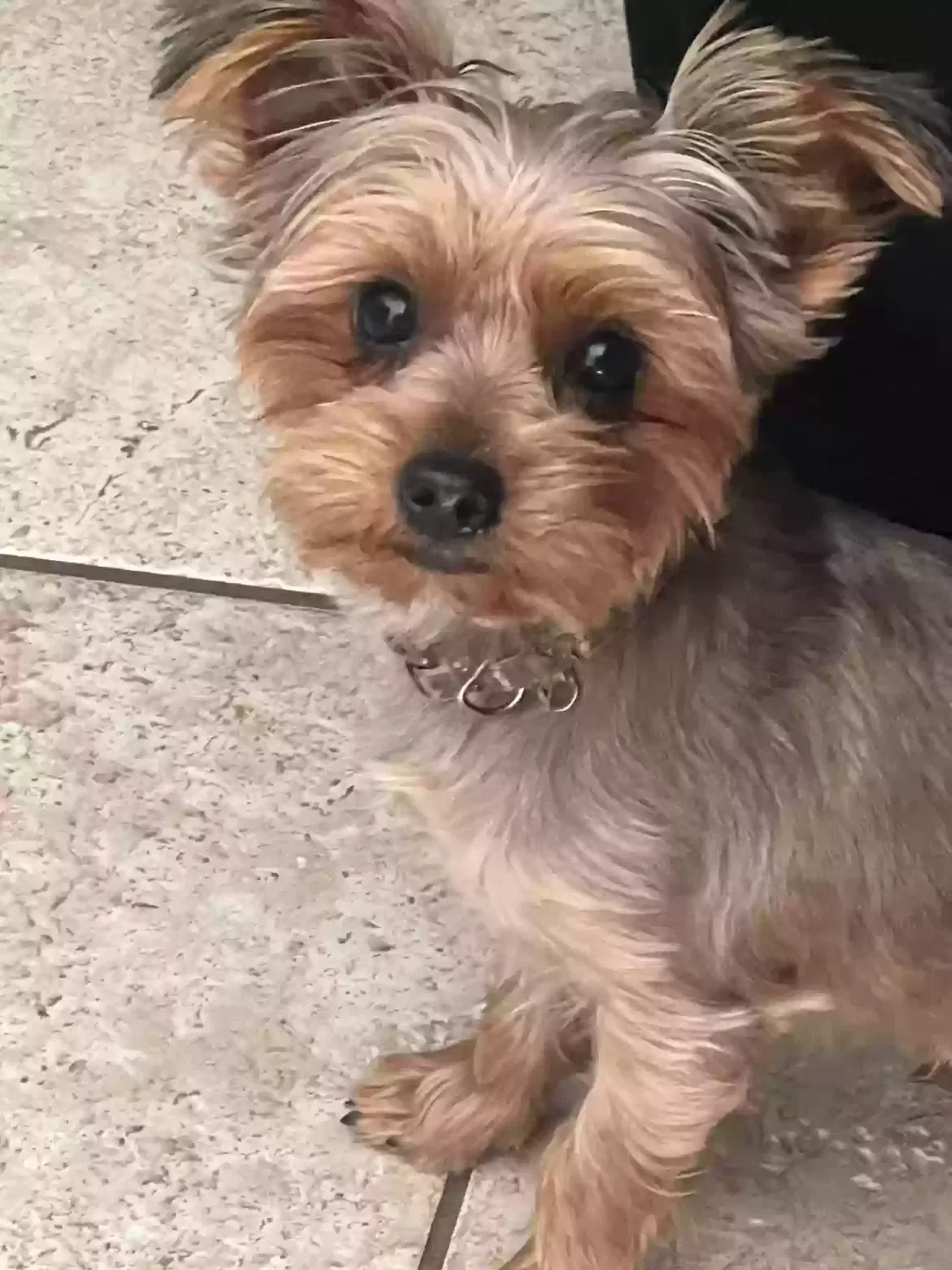 Lost dog in Lancaster, CA, 93535