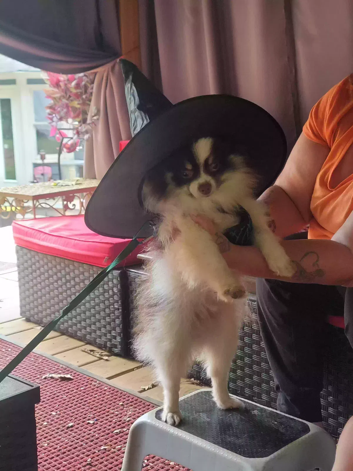 Lost dog in Shiloh, GA, 31826