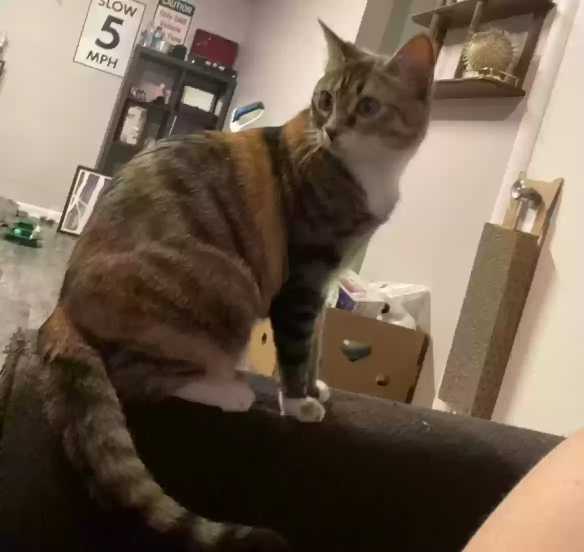 Lost cat in Hamptonville, NC, 27020