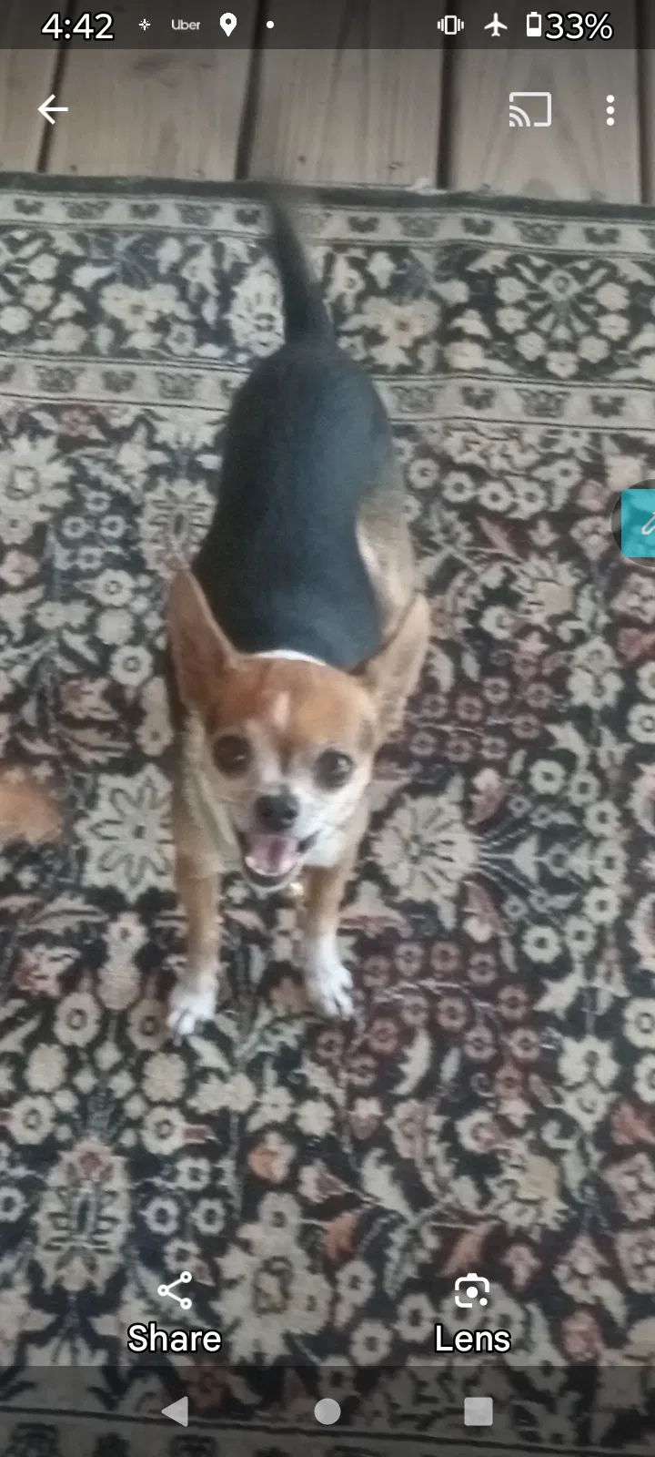 Lost dog in San Antonio, TX, 78264