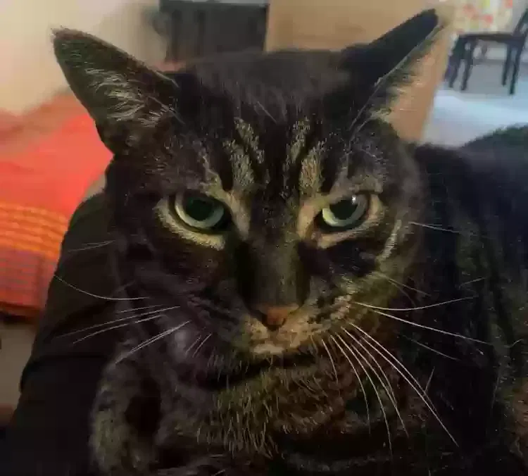 Lost cat in Islandia, NY, 11749
