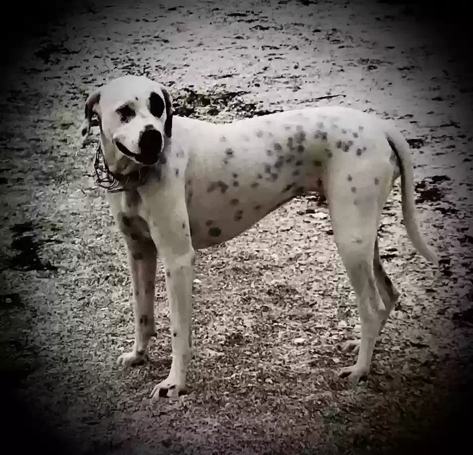 Lost dog in Atlanta, GA, 30310