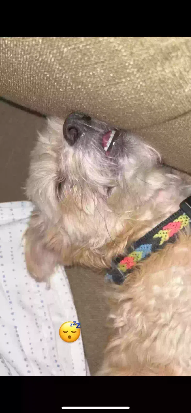 Lost dog in Dallas, TX, 75227