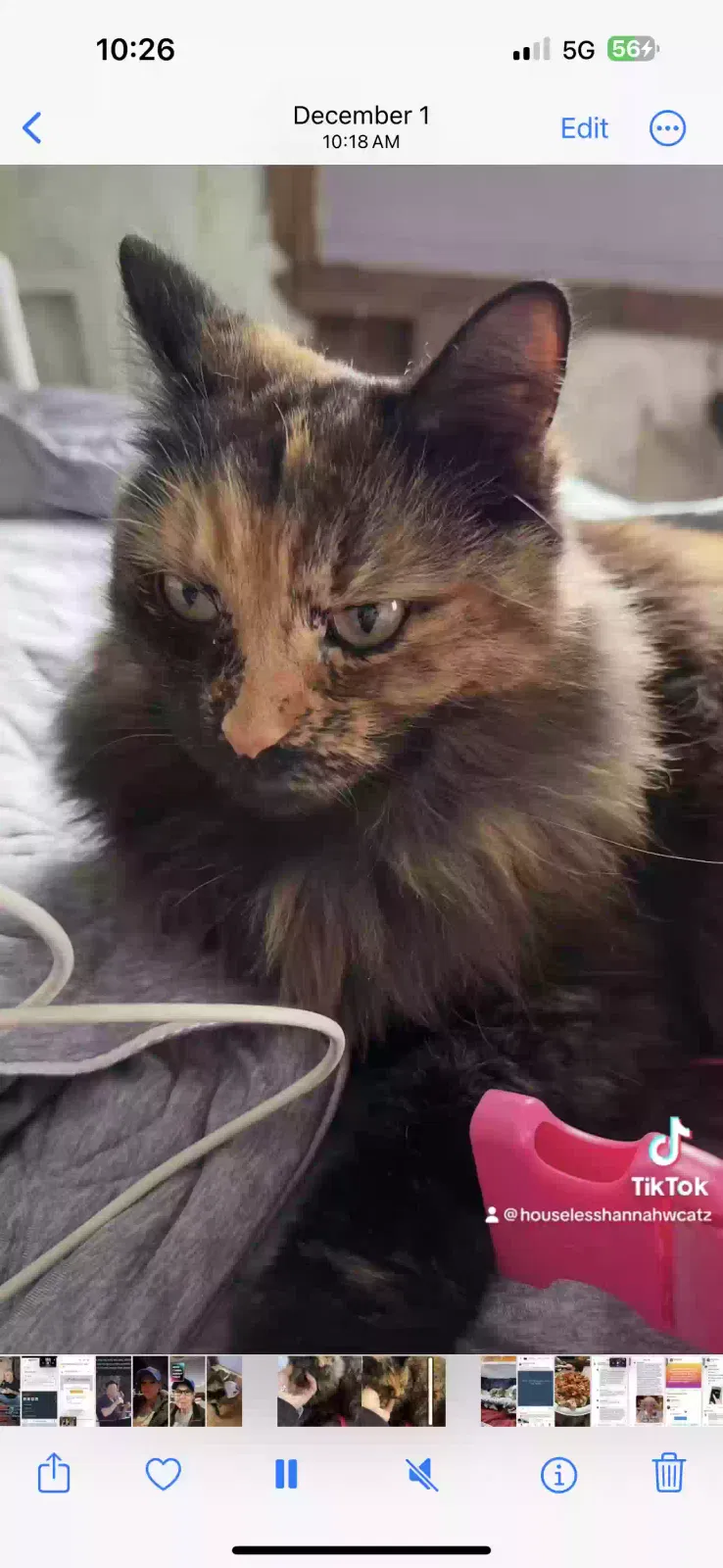 Lost cat in Baldwinsville, NY, 13027