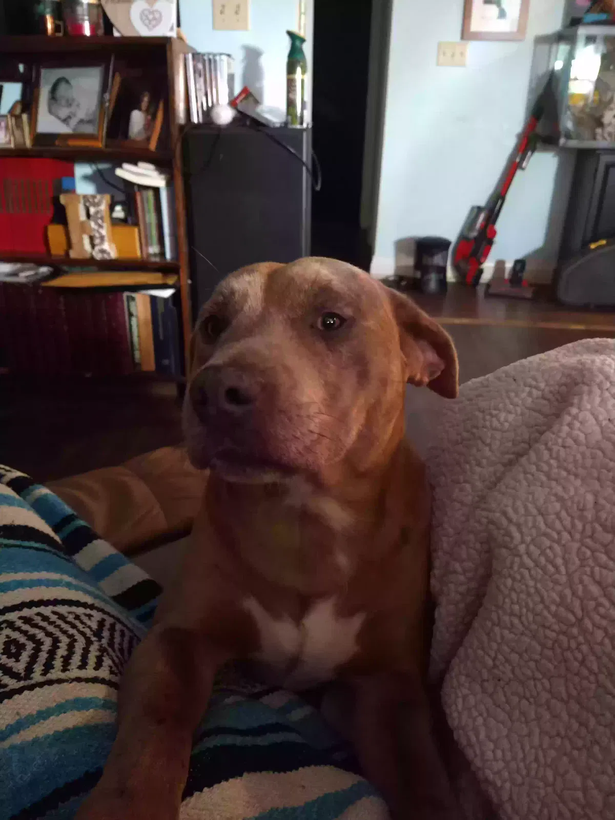 Lost dog in Joanna, SC, 29351