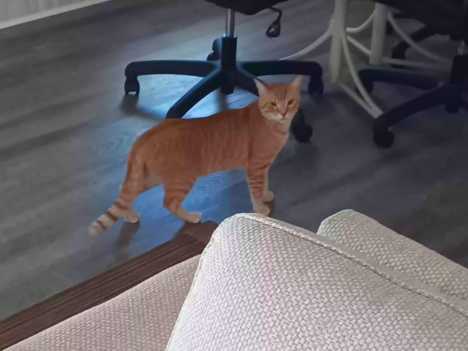Found cat in Clearwater, FL, 33761