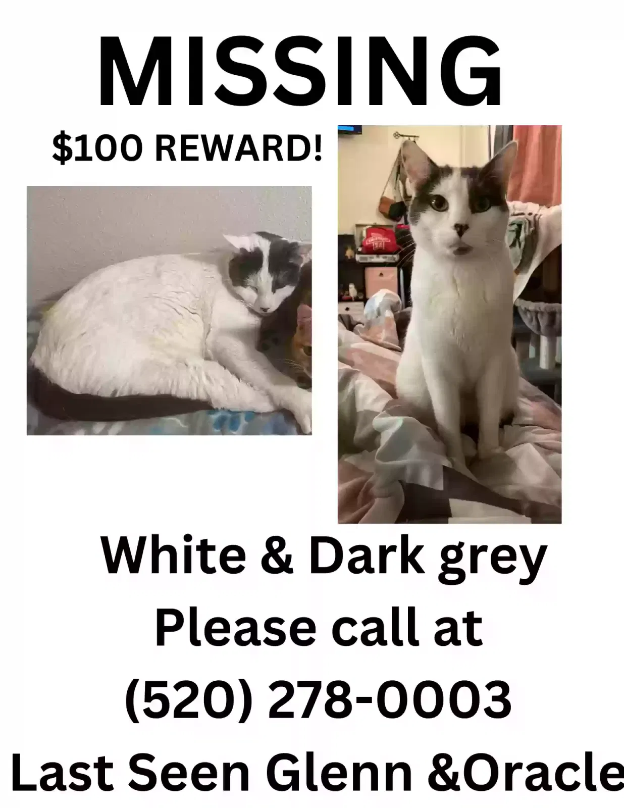 Lost cat in Tucson, AZ, 85705