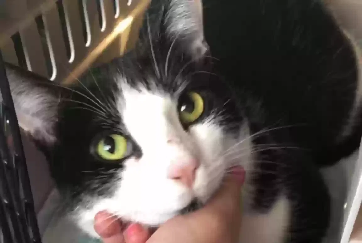 Lost cat in Hollywood, MD, 20636