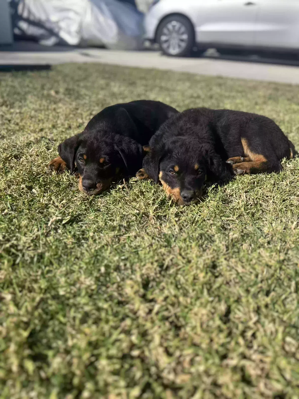 Lost dog in Fontana, CA, 92336