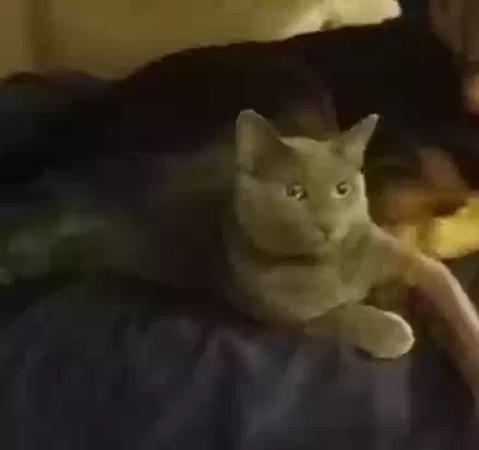 Lost cat in Las Vegas, NV, 89146