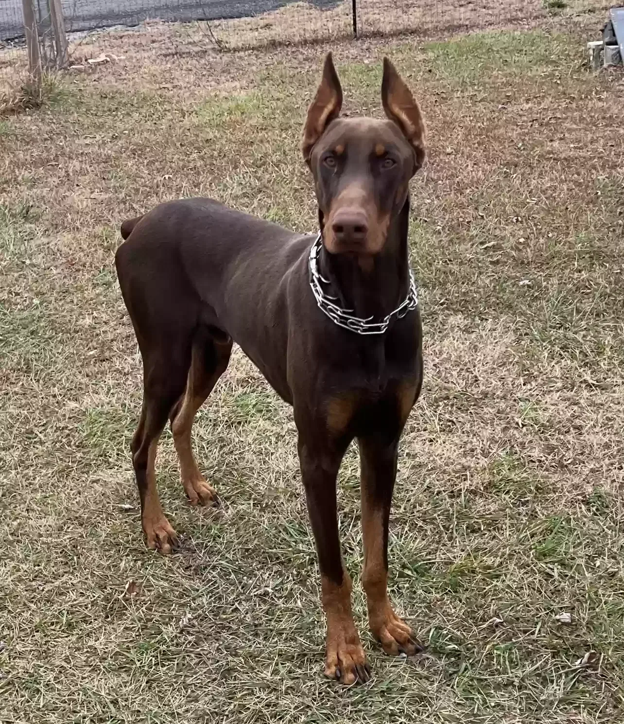 Lost dog in Crossville, AL, 35962