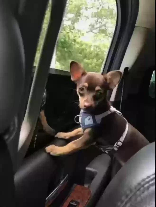 Lost dog in West Palm Beach, FL, 33405