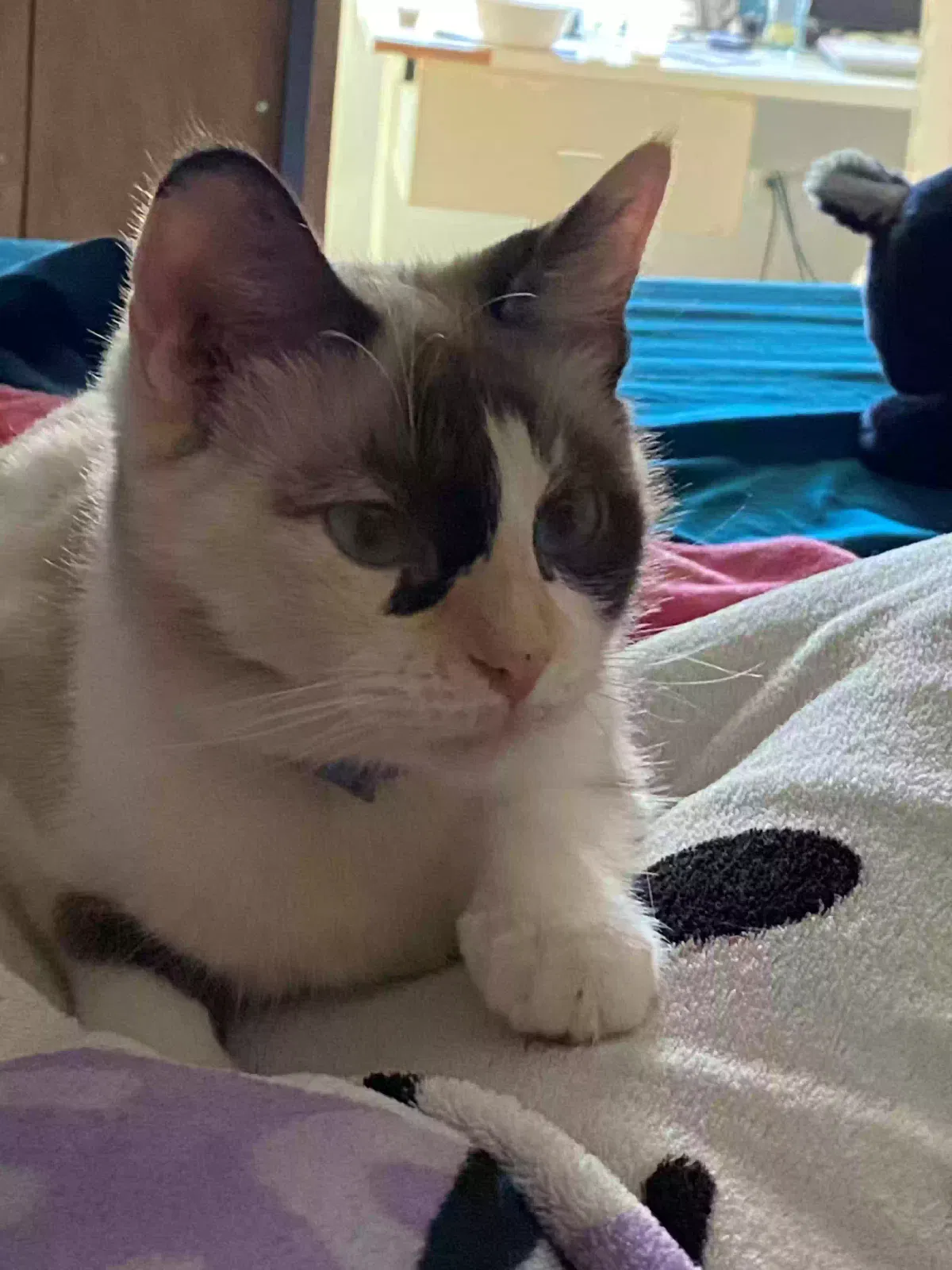 Lost cat in Deming, NM, 88030