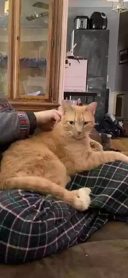 Lost cat in Madison, WI, 53713