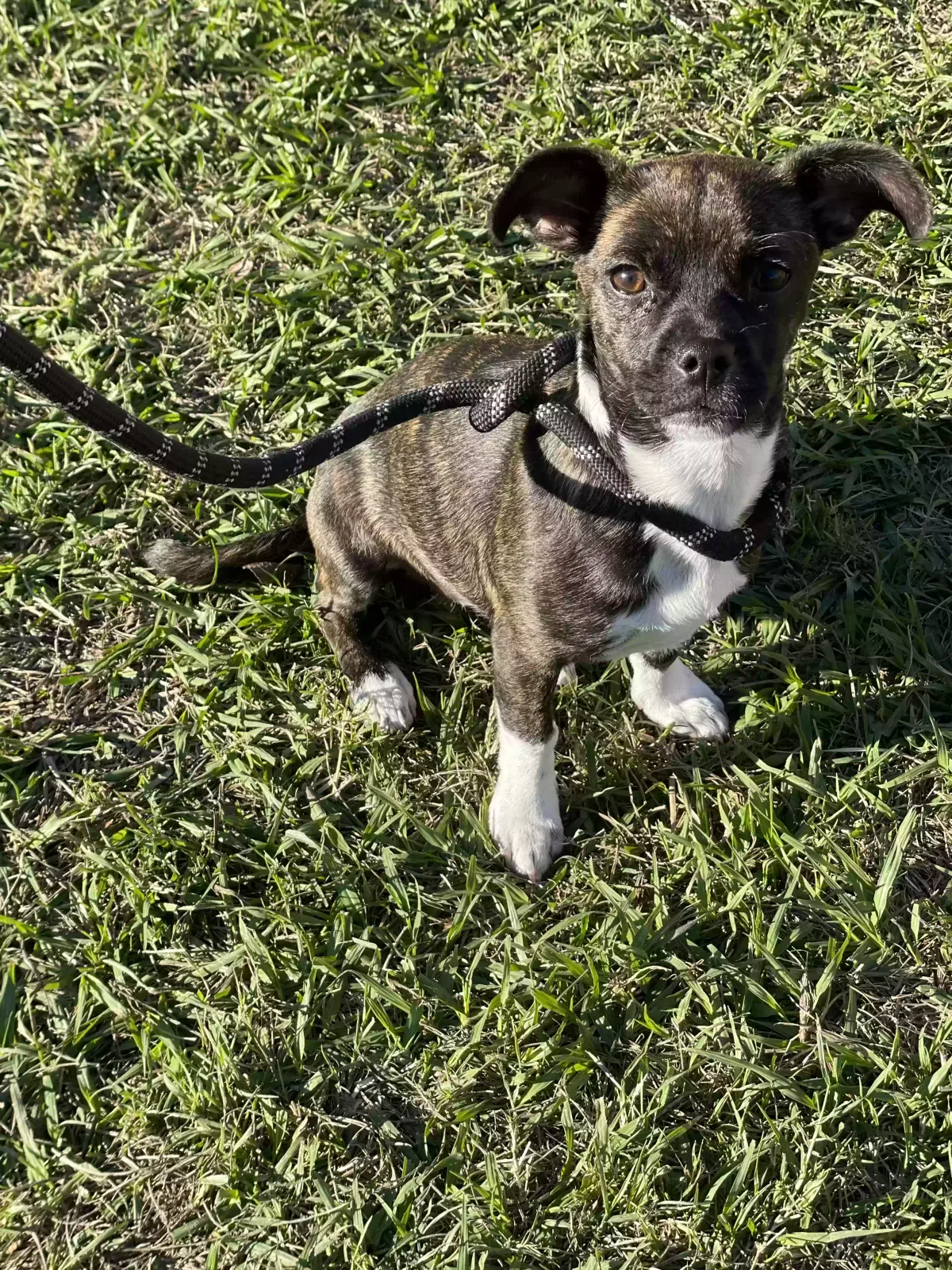 Found dog in Baytown, TX, 77521