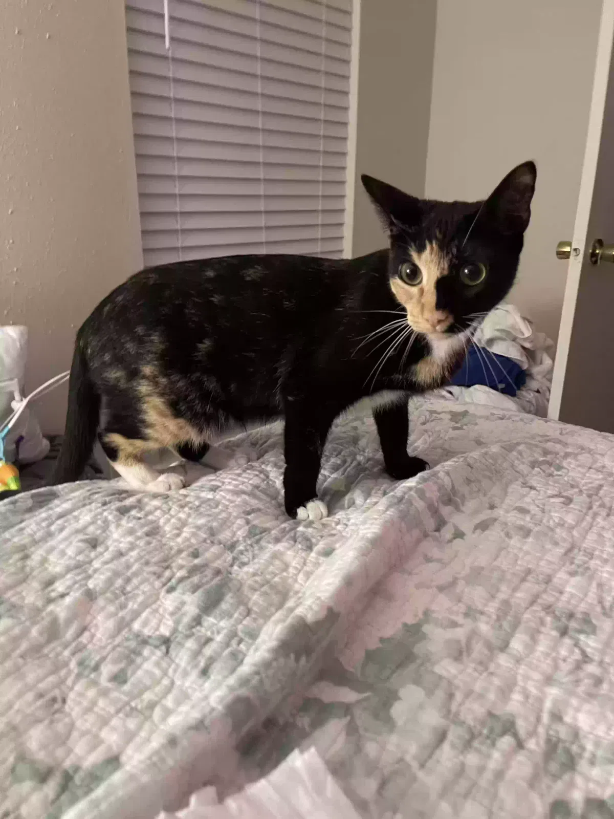 Lost cat in Houston, TX, 77045