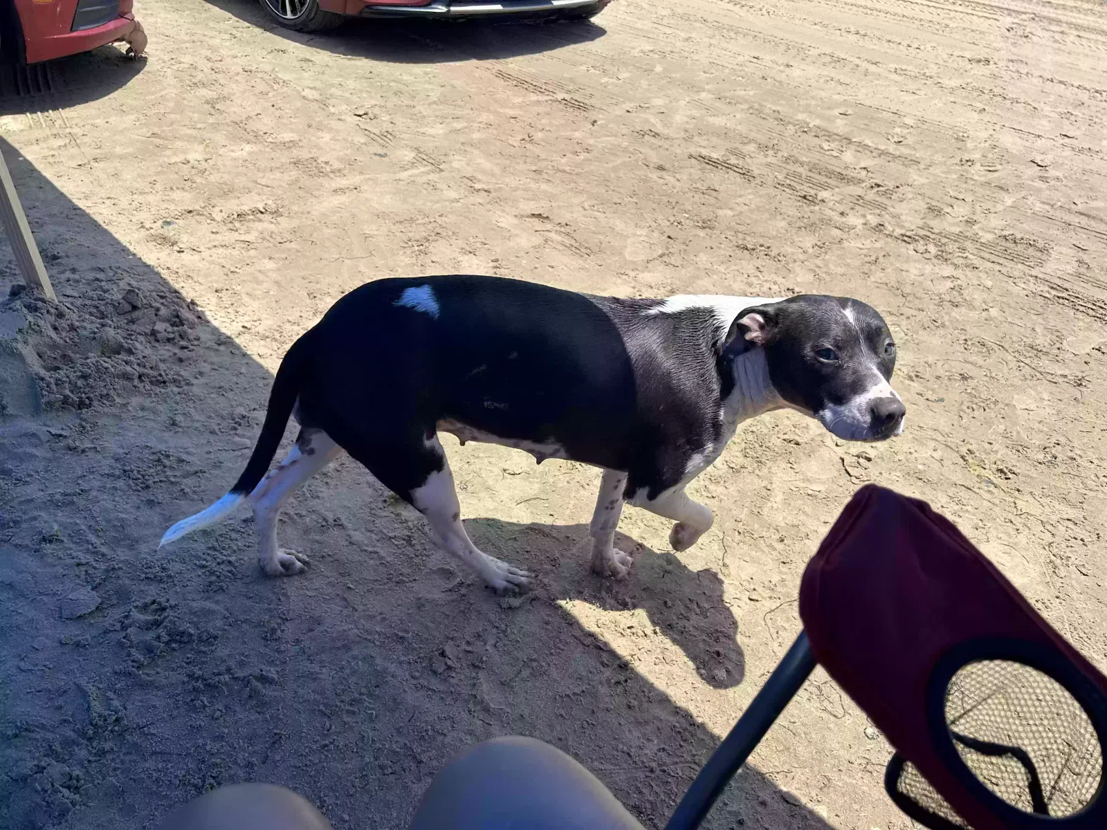 Lost dog in Elsa, TX, 78543