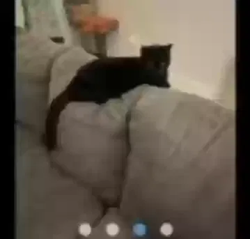 Lost cat in Palm Bay, FL, 32909
