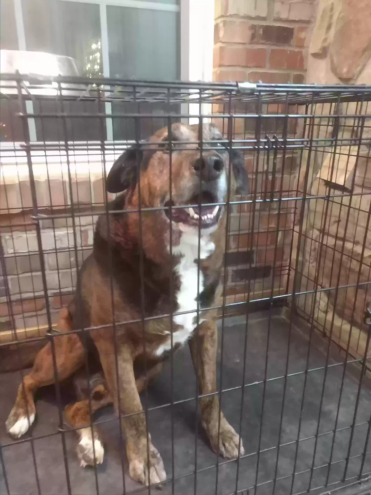 Found dog in Jeffersonville, IN, 47130