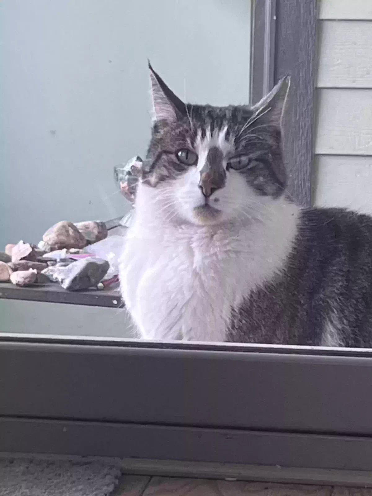 Found cat in Denver, CO, 80238