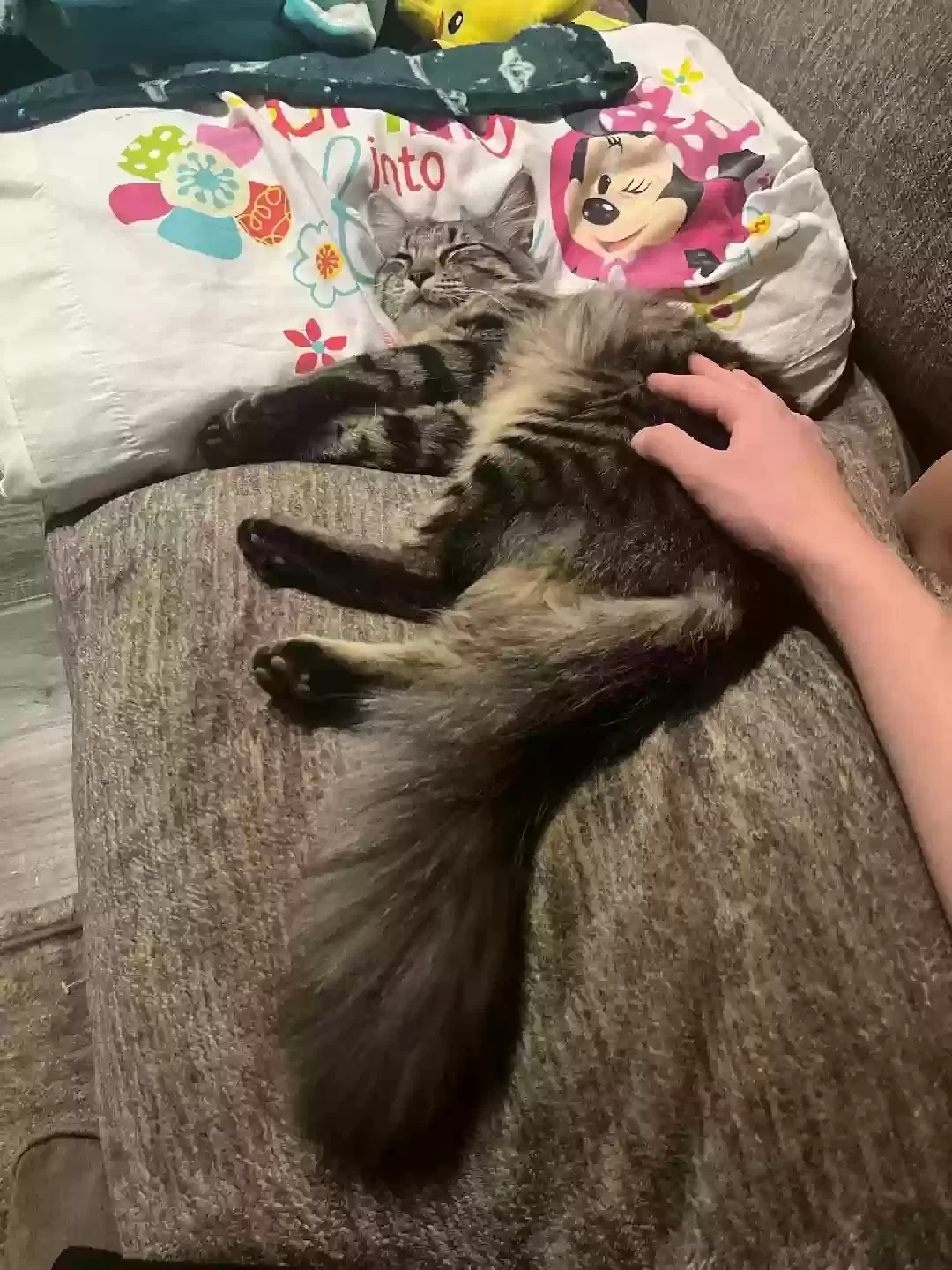 Lost cat in El Mirage, AZ, 85335