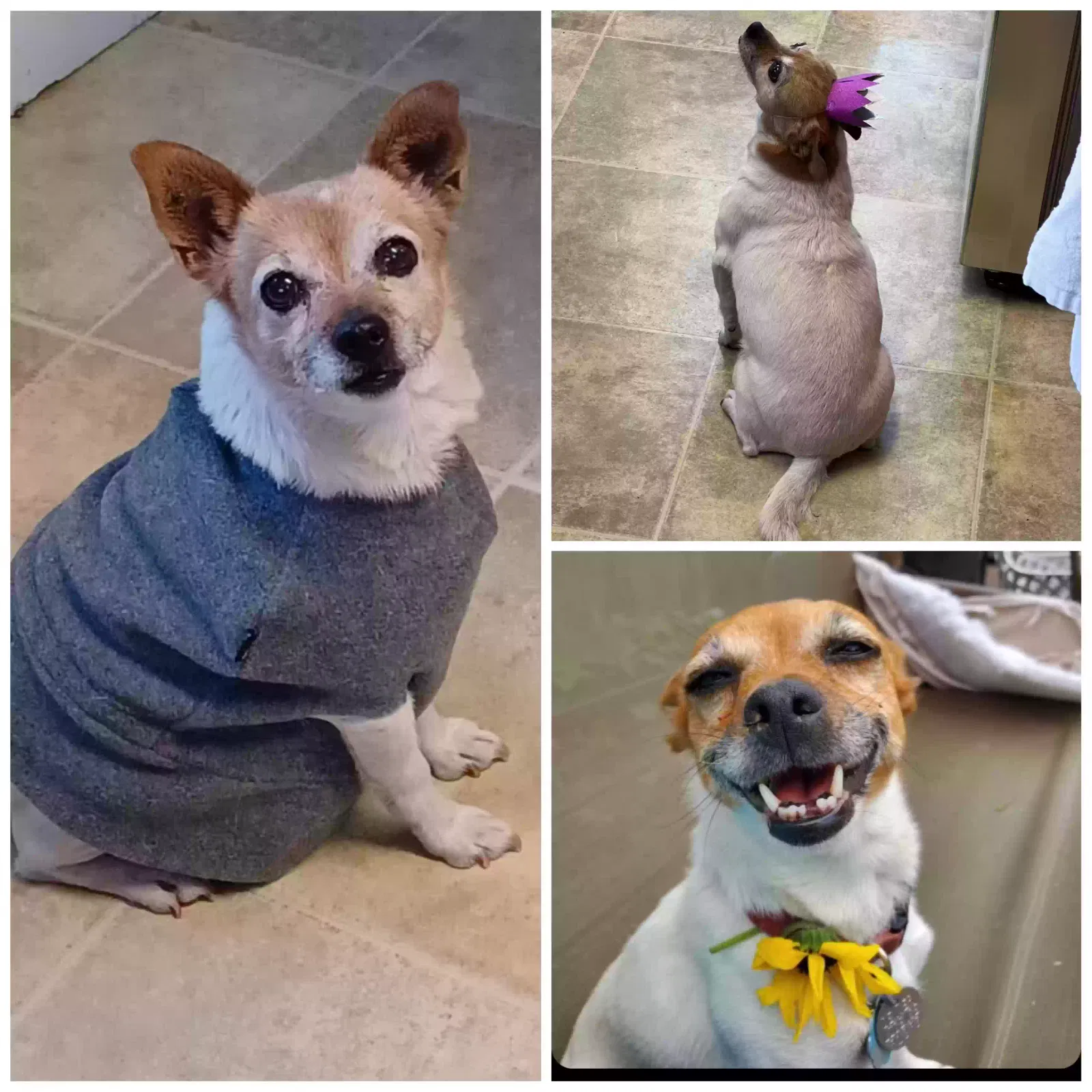 Lost dog in Denver, CO, 80223