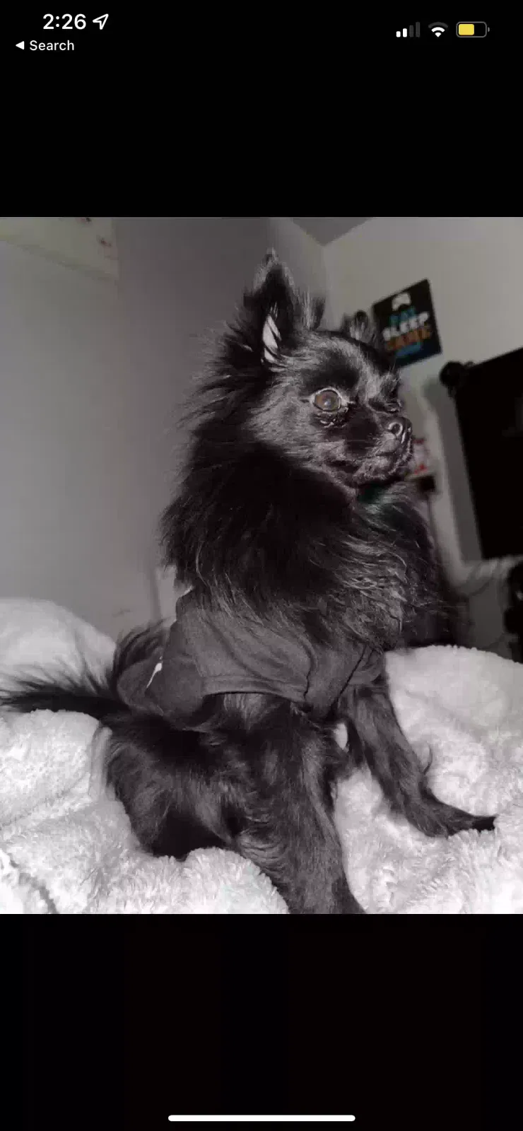 Lost dog in Las Vegas, NV, 89121