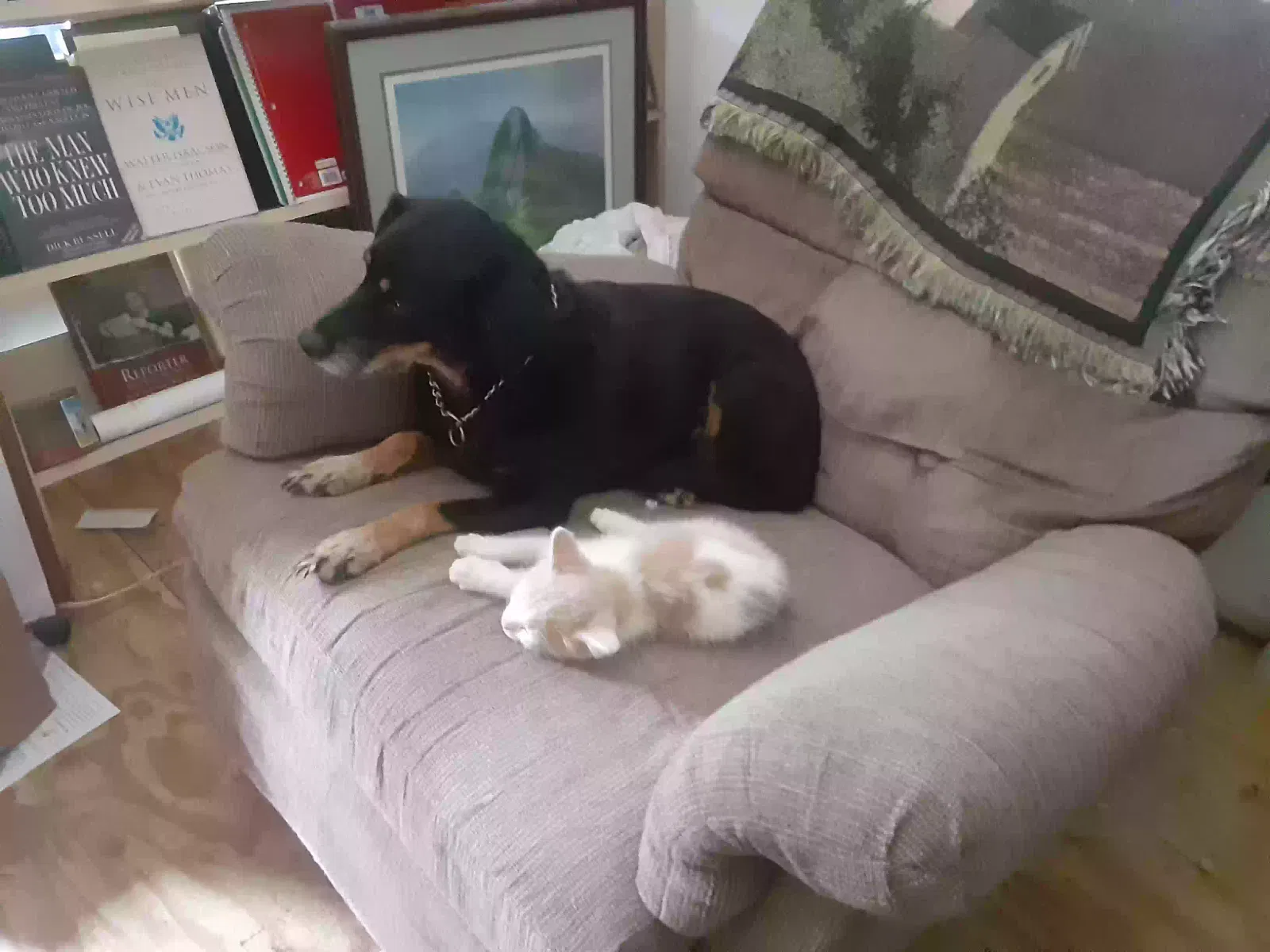 Lost dog in Foley, MO, 63347