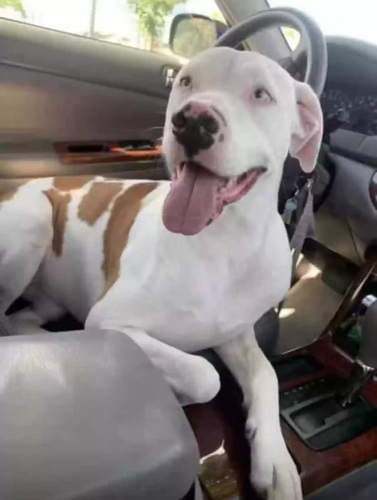 Lost dog in Fayetteville, TN, 37334