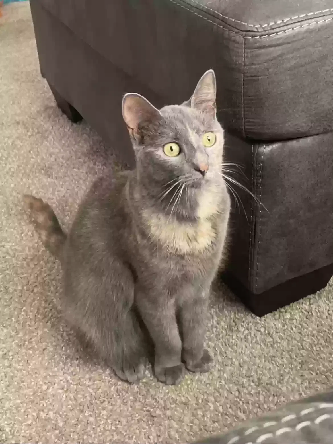 Lost cat in Philadelphia, PA, 19114