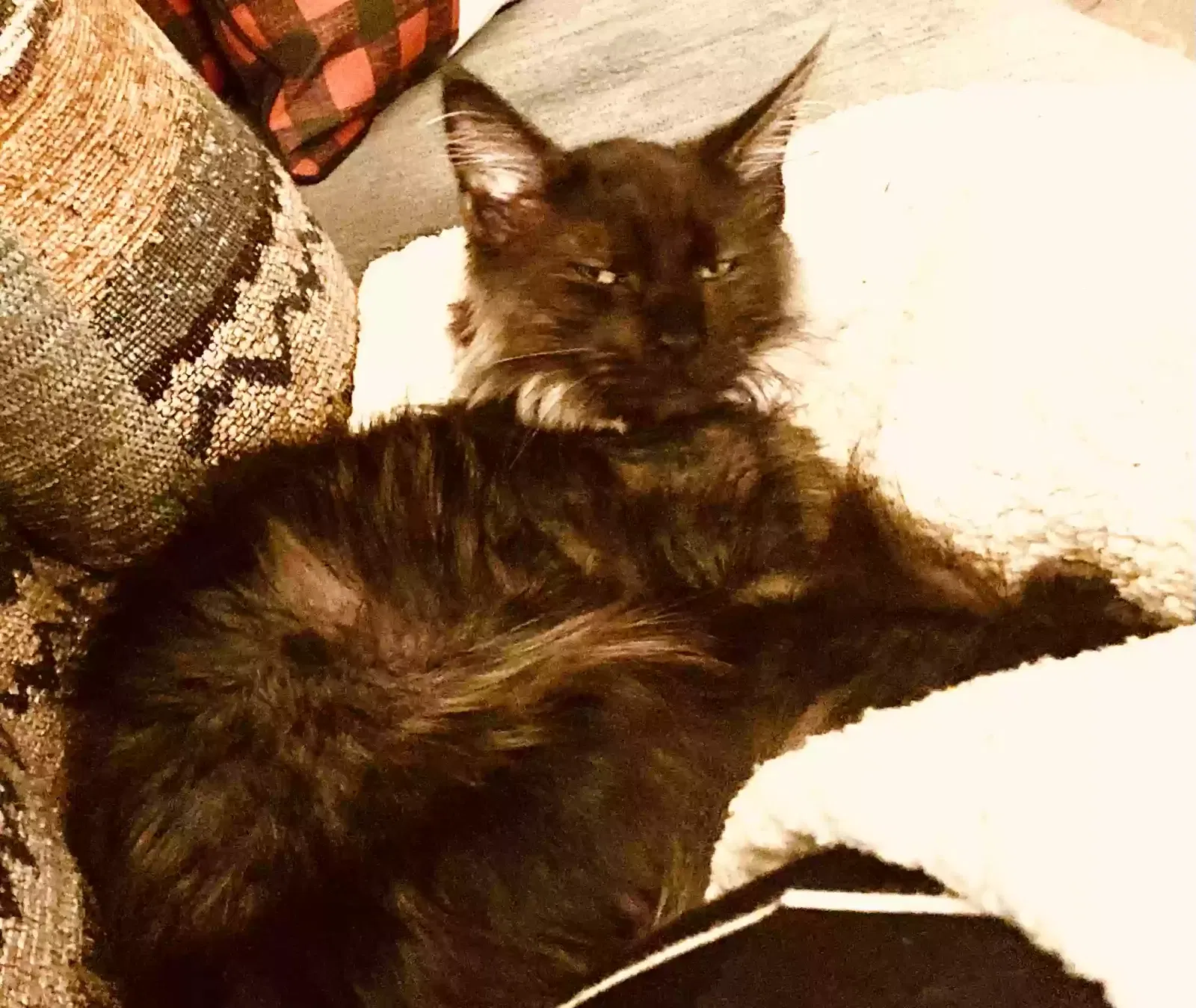 Lost cat in Aledo, TX, 76008