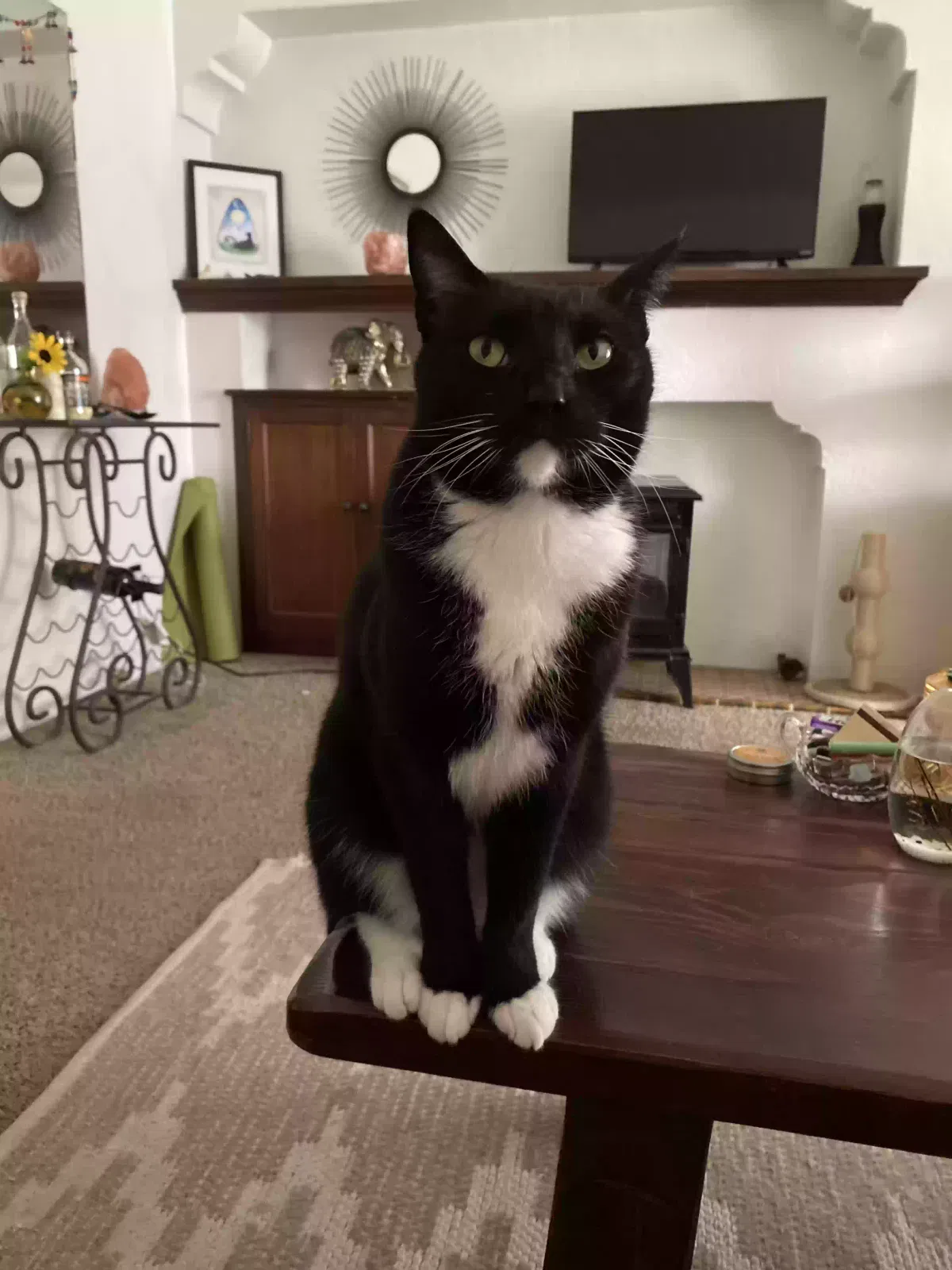Lost cat in Fountain Valley, CA, 92708