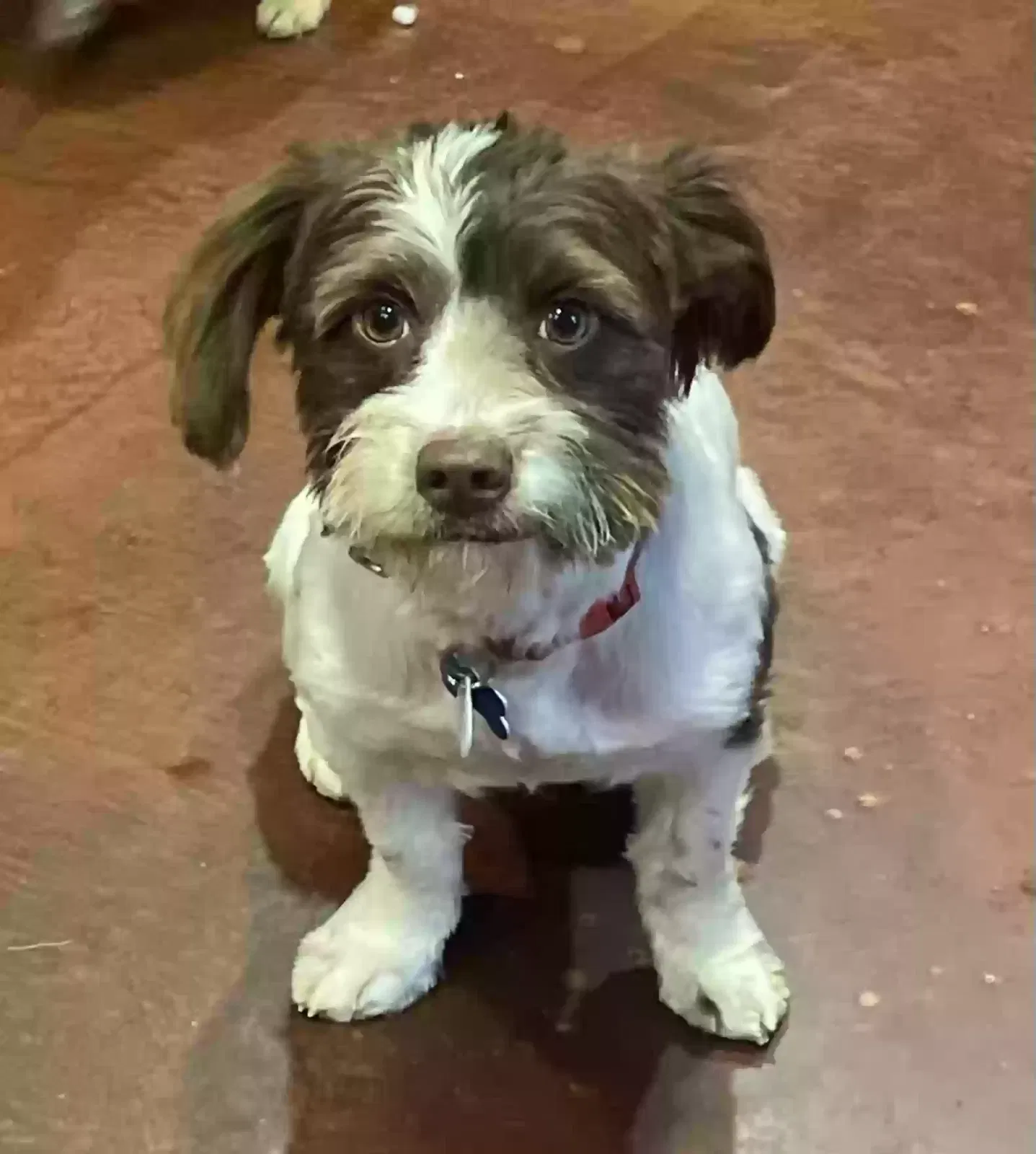 Lost dog in Los Angeles, CA, 90019