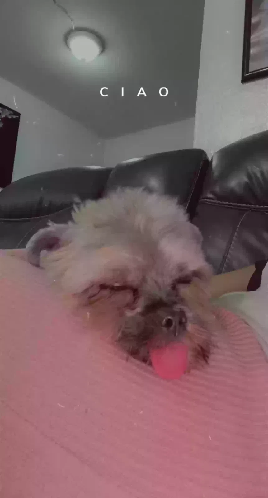 Lost dog in Hialeah, FL, 33014