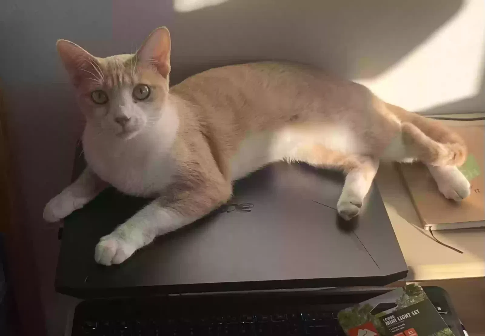 Lost cat in Sacramento, CA, 95829