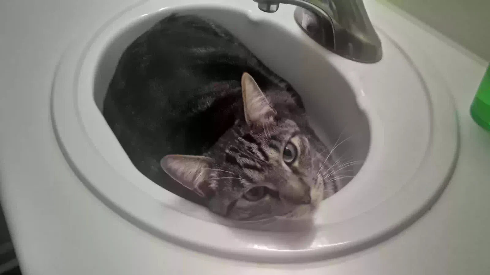 Lost cat in Sacramento, CA, 95834