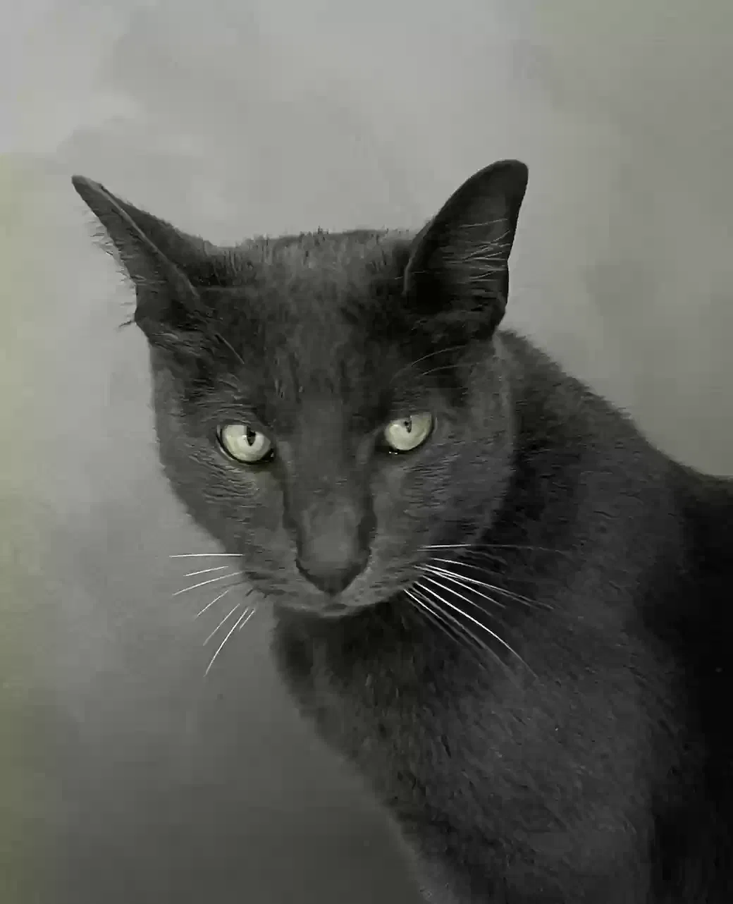 Lost cat in Brooklyn, NY, 11221