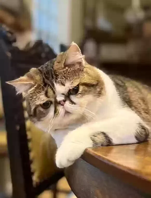 Lost cat in Santa Monica, CA, 90401