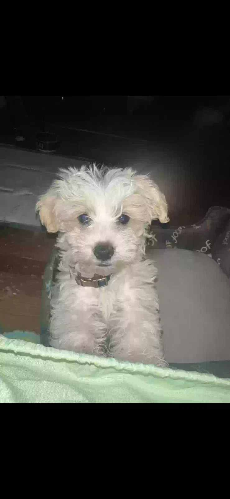Lost dog in Tulare, CA, 93274