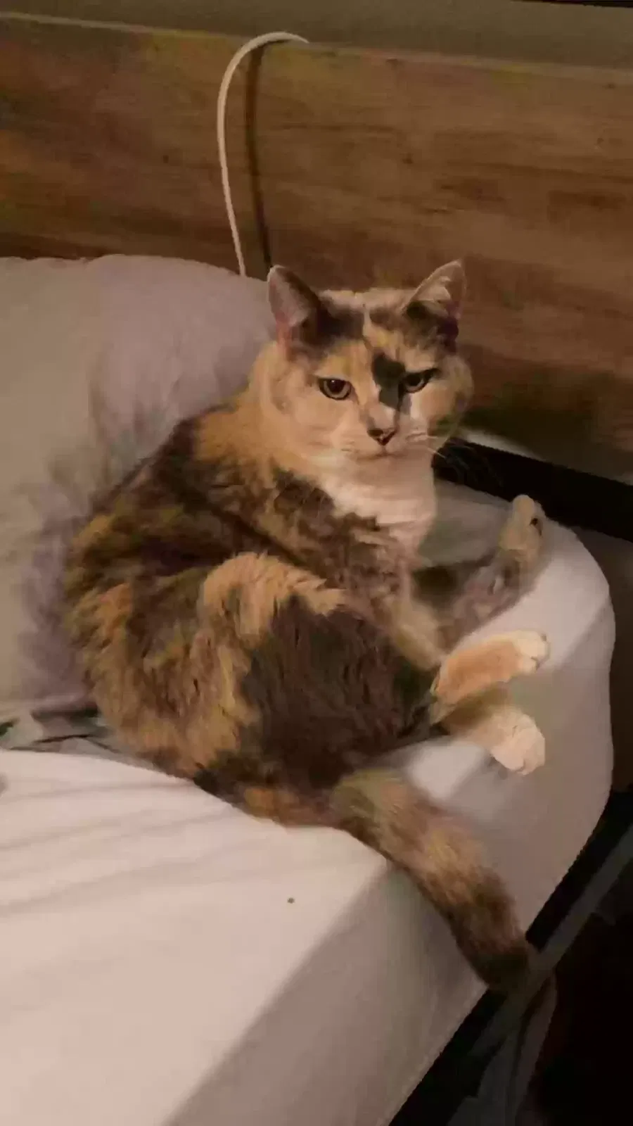 Lost cat in Las Cruces, NM, 88011